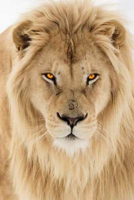king lion 2