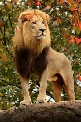 king lion