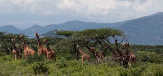 Samburu National Reserve,